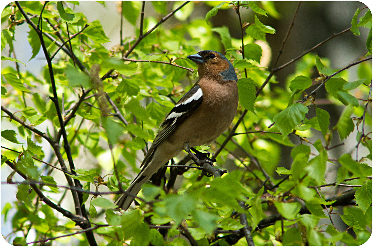 Лесные птицы подмосковья фото с названиями весной и летом
