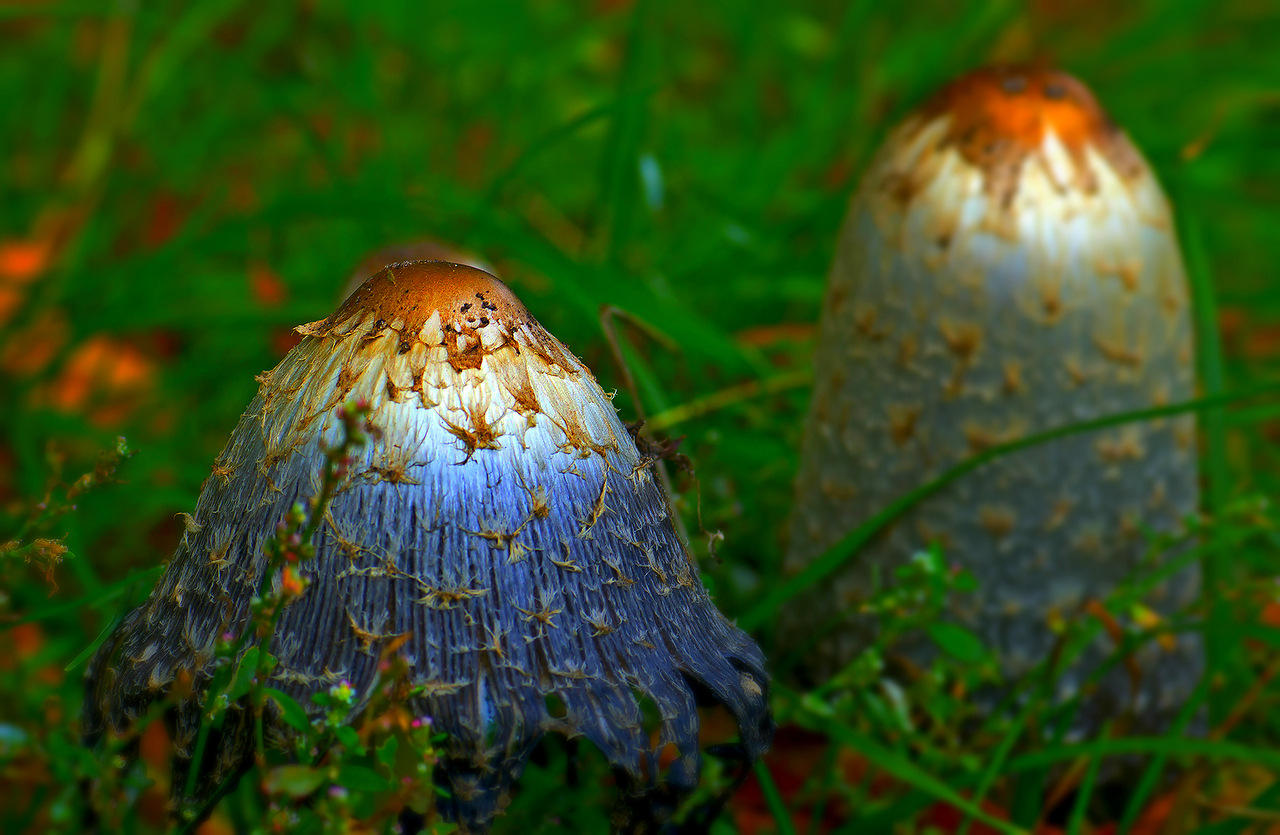 Уссурийская Тайга грибы