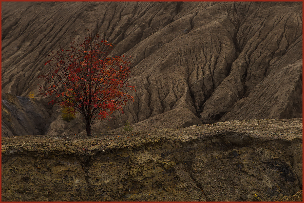 Фото-Тула. Наталия Вялкова. И на камнях растут деревья...