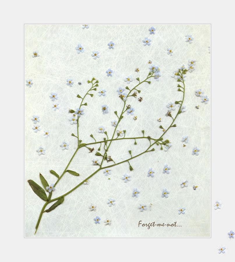 -.  . Forget-me-not...