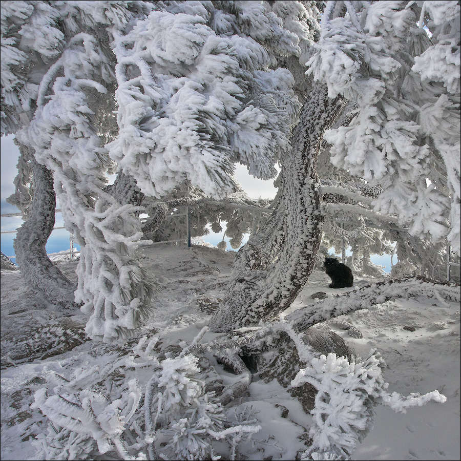 Фото-Тула. Андрей Илюхин. Зима в Лукоморье