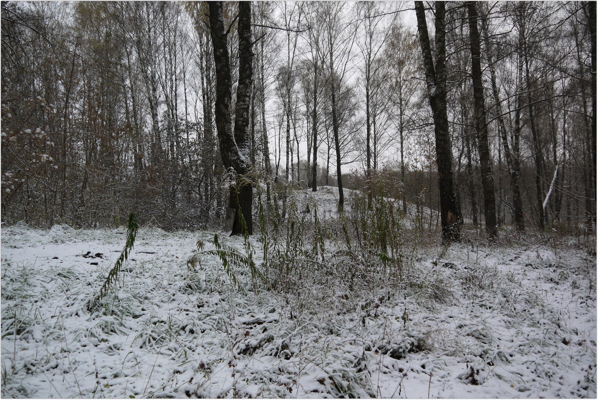 Фото-Тула. Георгий Сидоров. Первый снег в Рогоженском парке-1