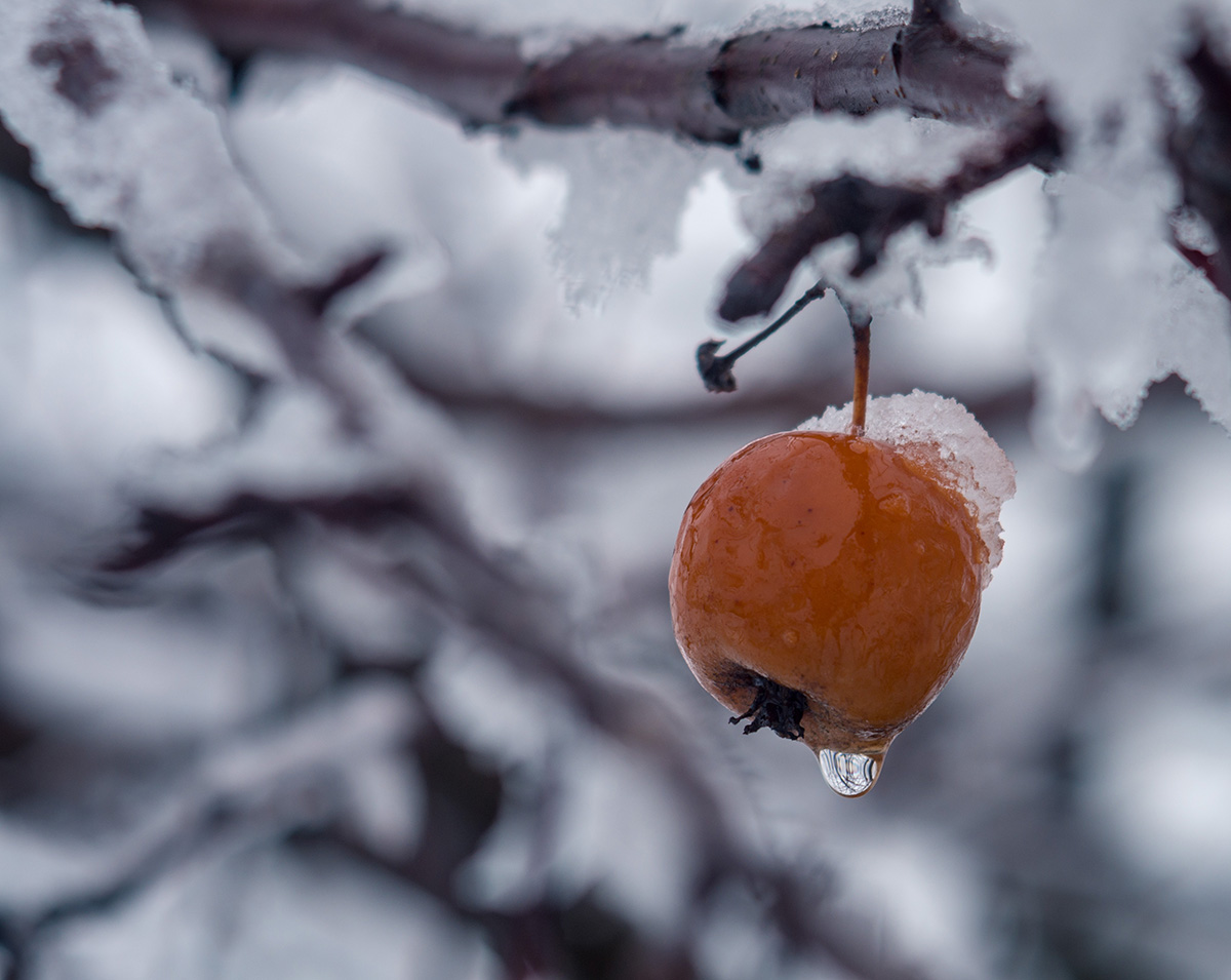 Евдокимов яблоки на снегу