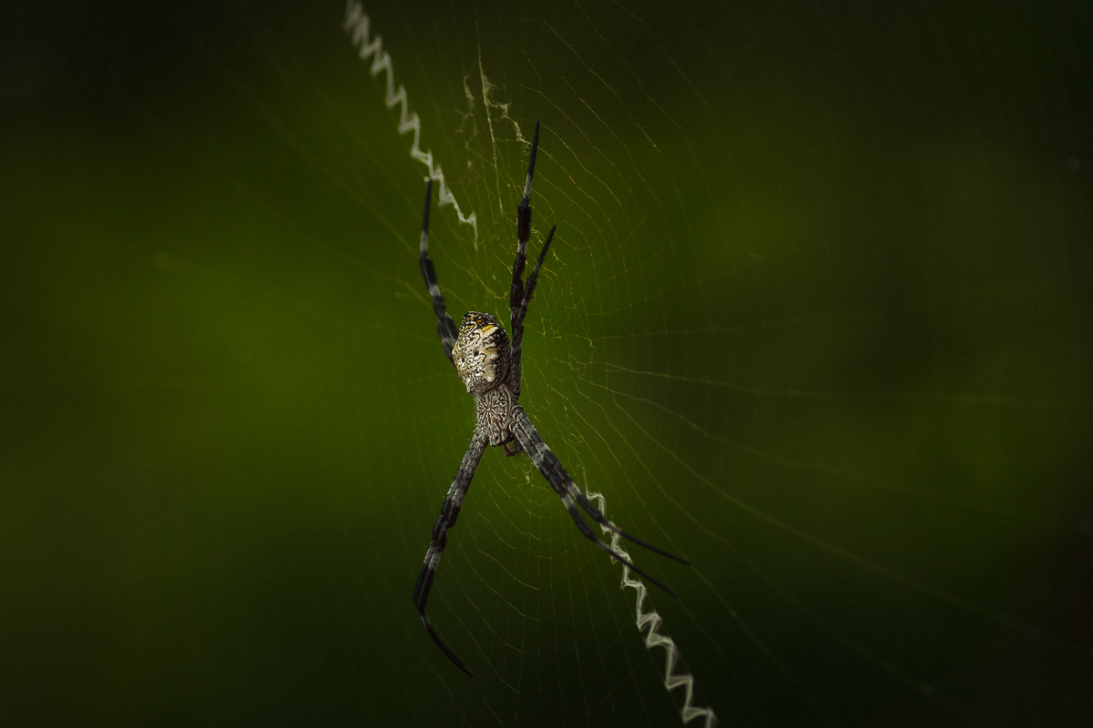-.  . Giant Spider