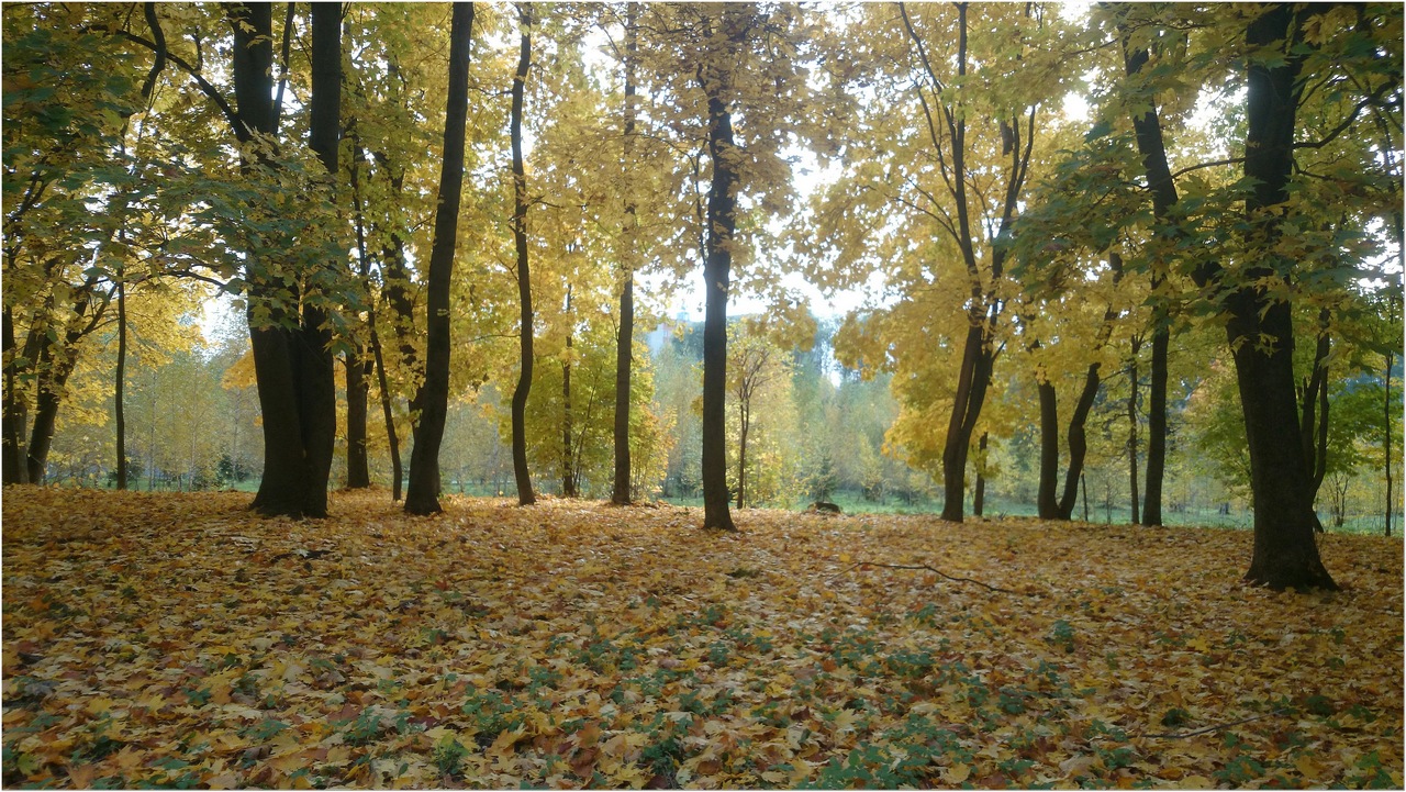 Фото-Тула. Георгий Сидоров. Осень в парке