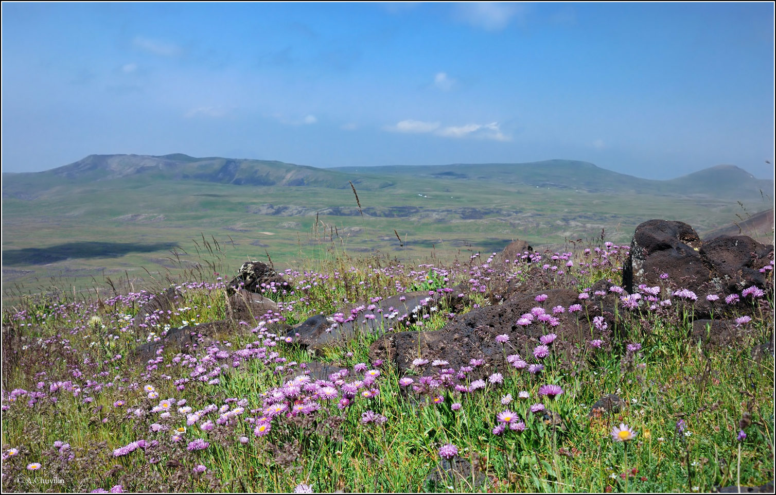 Цветы Армении