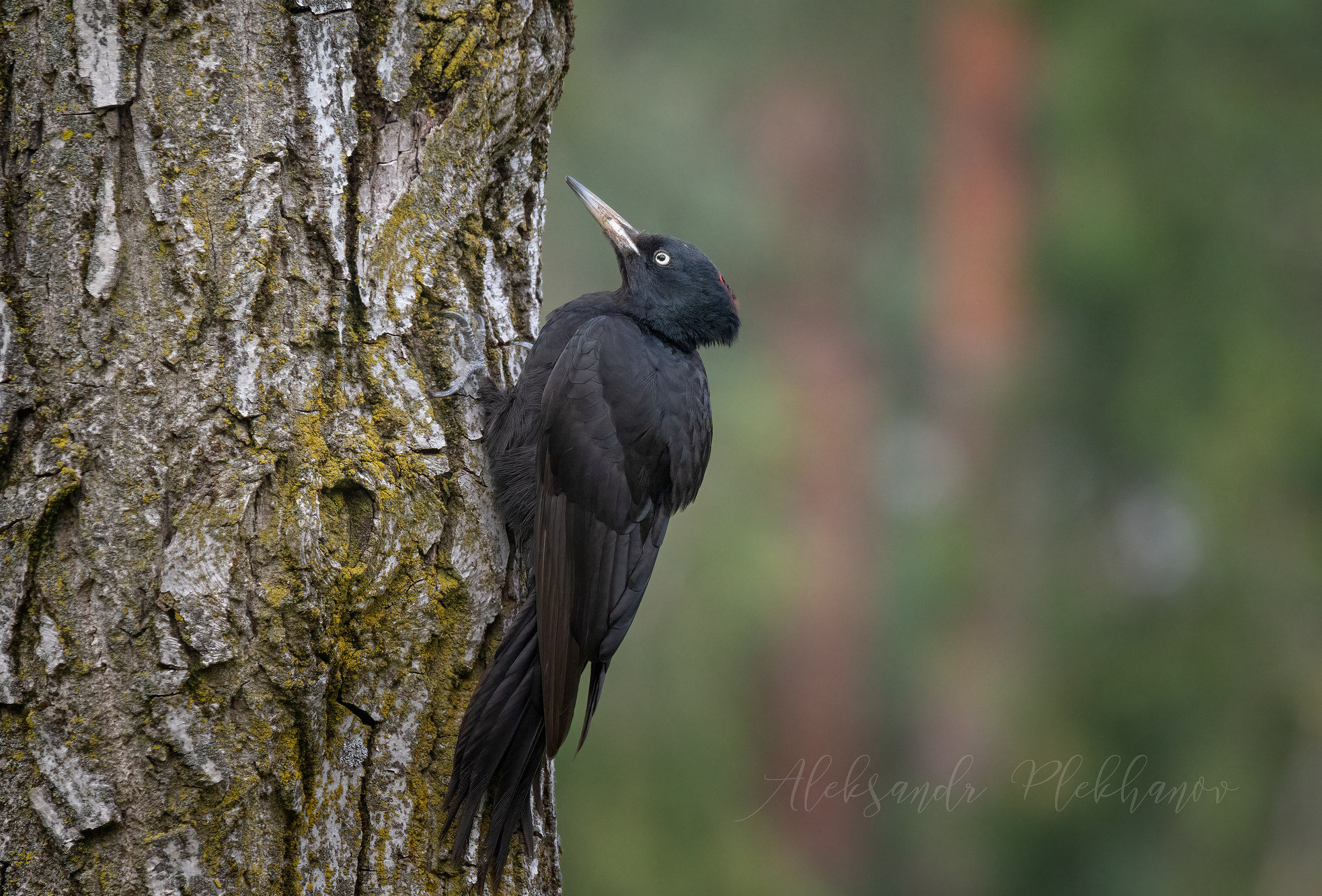 -.  . Black Woodpecker