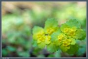 -.  .  , Chrysosplenium alternifolium
