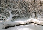Фото-Тула. Алексей Фишер. снежный лес