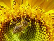 Фото-Тула. Алексей Фишер. пчела, кормящаяся на подсолнухе