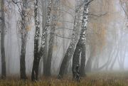 Фото-Тула. Анна Краснобаева. Осенний туман. Берёзы