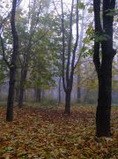 Фото-Тула. Бим Патрик. Осенний сквер туманным утром.