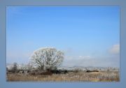Фото-Тула. Анна Краснобаева. Легко и бледно небо голубое...И. Бунин