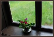 Фото-Тула. Алексей Фишер. цветы на окне `столовой`