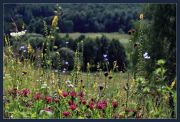 Фото-Тула. Анна Краснобаева. Луговые цветы на фоне леса