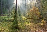 Фото-Тула. Михаил Агеев. Утро в лесу
