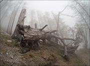 Фото-Тула. Андрей Илюхин. «а вдоль дороги лес густой с Бабами Ягами»