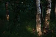 Фото-Тула. Душанкин Андрей. Утро в лесу