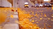 Фото-Тула. Дмитрий Иванов. Листья жёлтые по городу....