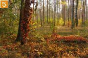 Фото-Тула. Елена letsya. Осень в лесу