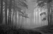 Фото-Тула. Олег Линев. Туманный лес