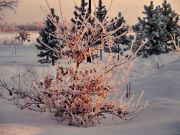 Фото-Тула. Елена Багирова. Зима