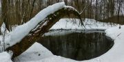 Фото-Тула. Сергей Кочергин. Под склонившимся деревом пруд таится в лесу