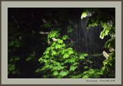 Фото-Тула. Мосейчук Андрей. Ночной дождь...