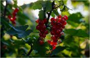 Фото-Тула. Любовь Петрова. Смородины ягоды, вкусные, сладкие...