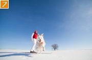 Фото-Тула. Алексей Пирязев. Снежный пёс февраля