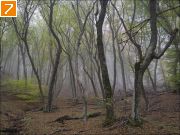 Фото-Тула. Елена Свиридова. Осенний лес