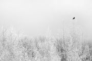 Фото-Тула. Андрей Крупский. Белая ворона.