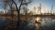 Фото-Тула. Сергей Кочергин. В лесу апрельском рассветало...