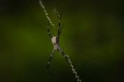 Фото-Тула. Алексей Афанасьев. Giant Spider