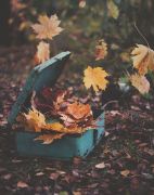 Фото-Тула. Лилия Родионова. Осень - это сны листопада...