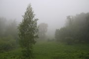 Фото-Тула. Щелокова Инна. В дымке лесного тумана.
