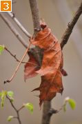 Фото-Тула. Сергей Кочергин. Осенние листья в весеннем лесу
