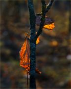 Фото-Тула. Любовь Петрова. Сухая ветка и желтый лист...Осень...