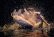 Фото-Тула. Akexander Andronik. Розовый пеликан
