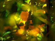 Фото-Тула. Евграф Акимов. Желтые томаты в солнечном свете