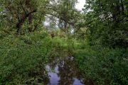 Фото-Тула. Mihaylov RV. Маленькая речка, в лесной тишине..