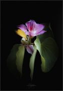 -.  . Bauhinia Variegata (Orchid Tree)