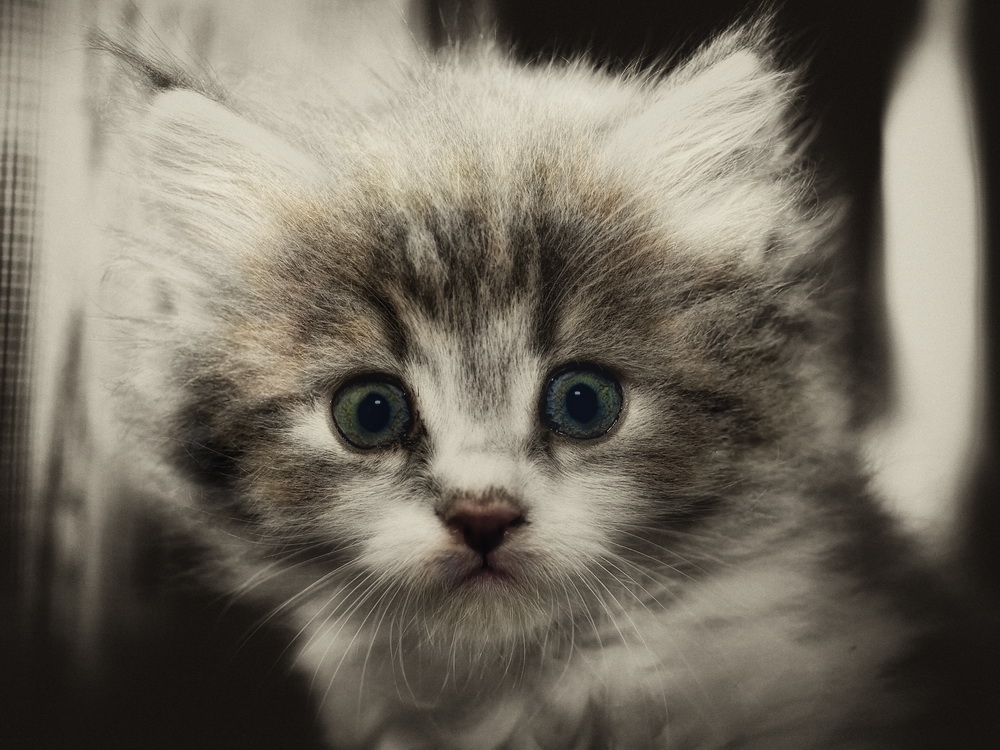 Фото-Тула. Александр Ал. Маленький котенок-2 (братишка)