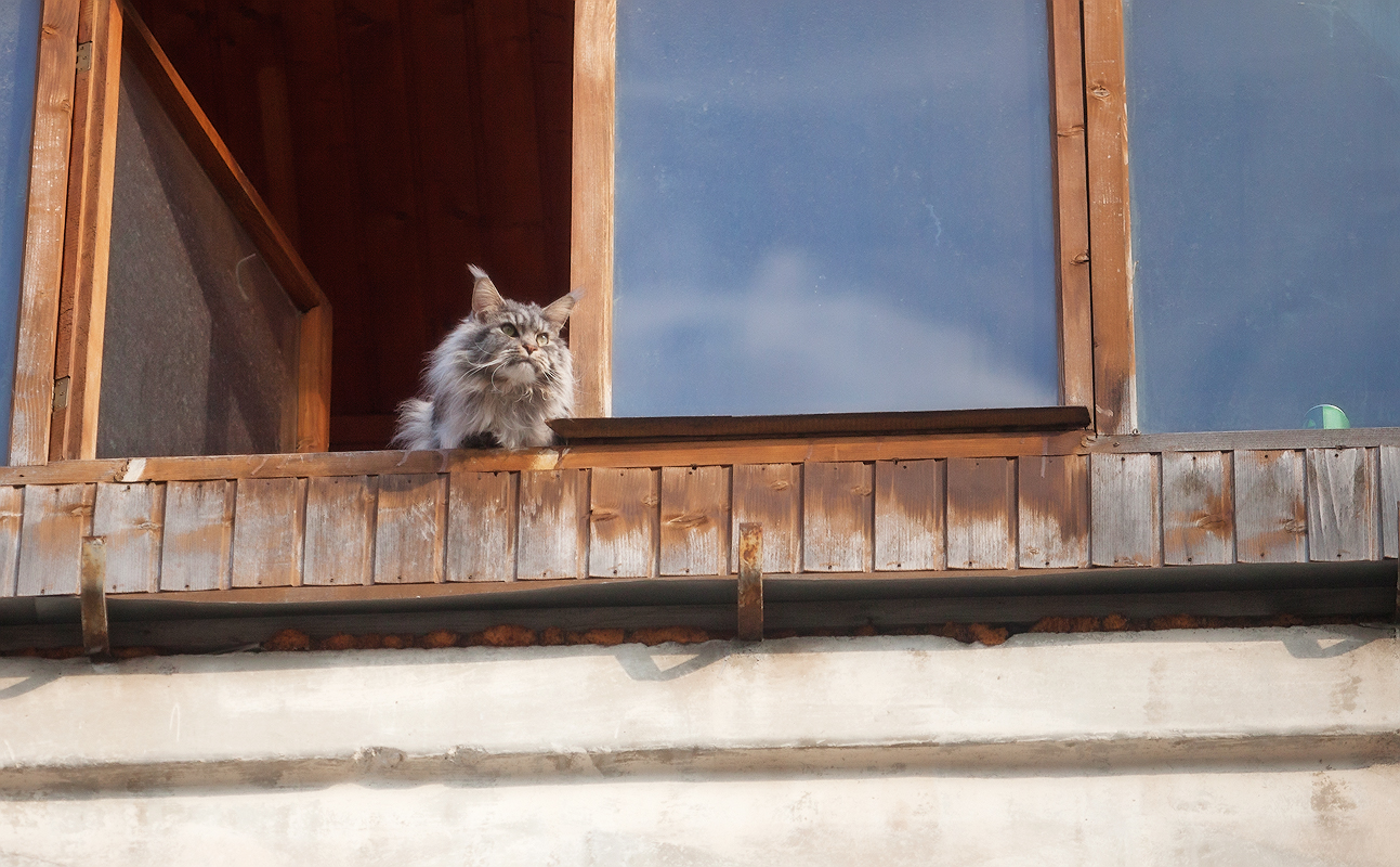 Фото-Тула. Ирина Грачёва. Почему коты не летают так, как птицы?....