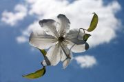 Фото-Тула. Анна Краснобаева. Цветок клематиса на фоне неба
