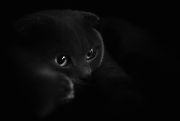 Фото-Тула. Есиков Олег. Найти серую кошку в темной комнате