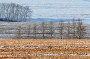 Фото-Тула. Евгений Степанов. Деревья в поле зимой