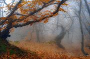 Фото-Тула. Юрий Харченко. Опавшие листья шуршат под ногами,  Всю землю, укрыв разноцветным ковро
