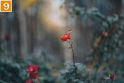 Фото-Тула. Алексей Горохов. The last rose of summer