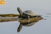 Фото-Тула. Михаил Агеев. Девять мгновений болотной черепахи